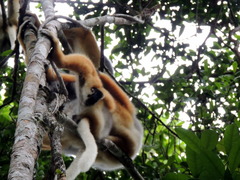 Propithecus diadema