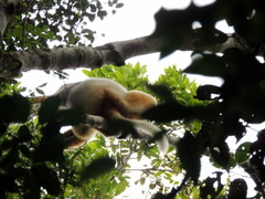 Propithecus diadema