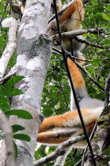 Propithecus diadema