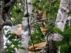 Propithecus diadema