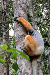 Propithecus diadema