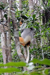 Propithecus diadema