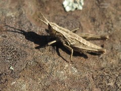 Sigaus campestris