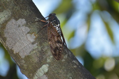 Graptopsaltria nigrofuscata