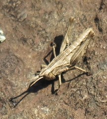 Sigaus campestris