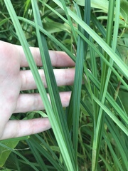 Cyperus echinatus