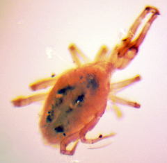 Dactyloscirus