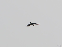 Bycanistes subcylindricus