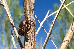 Euphoria leucographa