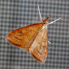 Udea profundalis