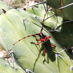Stenaspis verticalis