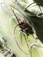 Stenaspis verticalis