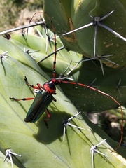 Stenaspis verticalis