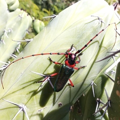 Stenaspis verticalis