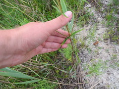 Eupatorium leucolepis