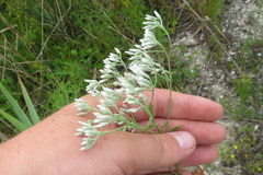 Eupatorium leucolepis