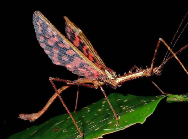 Diesbachia hellotis