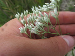 Eupatorium leucolepis