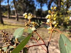 Eucalyptus conica