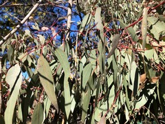 Eucalyptus conica