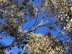 Eucalyptus conica