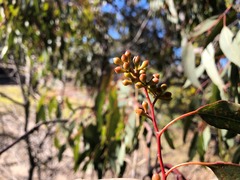 Eucalyptus conica