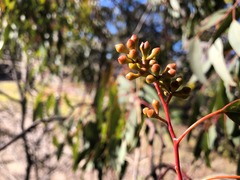 Eucalyptus conica