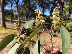 Eucalyptus conica