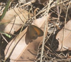 Hypocysta irius