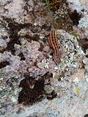 Sceloporus bicanthalis