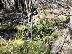 Melaleuca williamsii