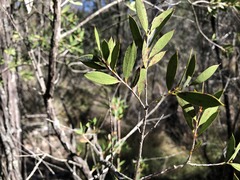Melaleuca williamsii