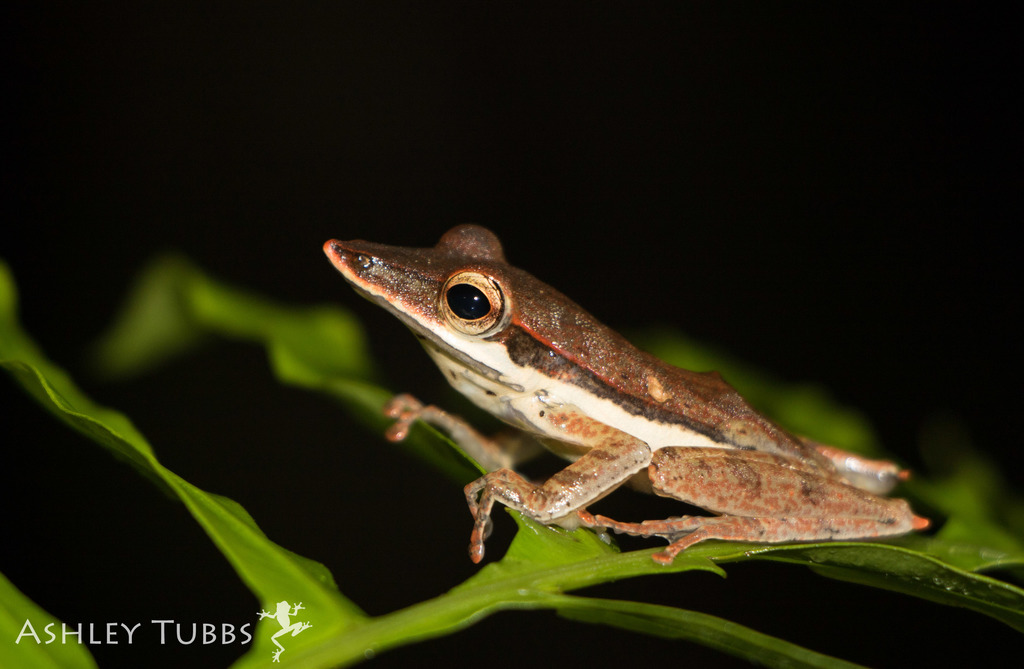 Long-Snouted Tree-Frog