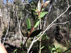Melaleuca williamsii