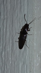 Deilelater physoderus