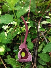 Aristolochia foetida