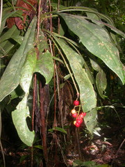 Hymenandra pittieri