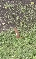 Tamiasciurus hudsonicus