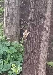 Tamiasciurus hudsonicus