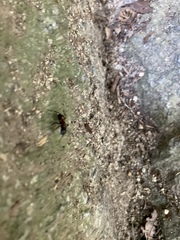 Camponotus obscuripes