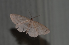 Melanolophia signataria