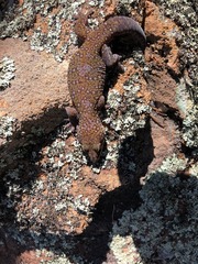 Oedura tryoni