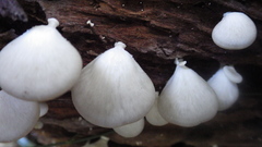 Pseudofavolus cucullatus