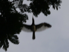 Bycanistes subcylindricus