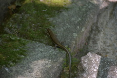 Plestiodon japonicus