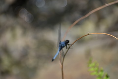 Orthetrum melania melania