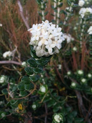 Pimelea nivea