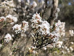 Acrothamnus melaleucoides