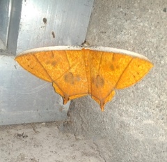 Thinopteryx crocoptera