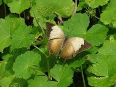 Consul electra electra